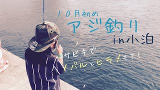 青森県小泊　アジ釣ったよ〜🎣