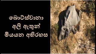 why elephants died in Botswana /බොට්ස්වානාහි අලි ඇතුන් මිය යාමේ අභිරහස