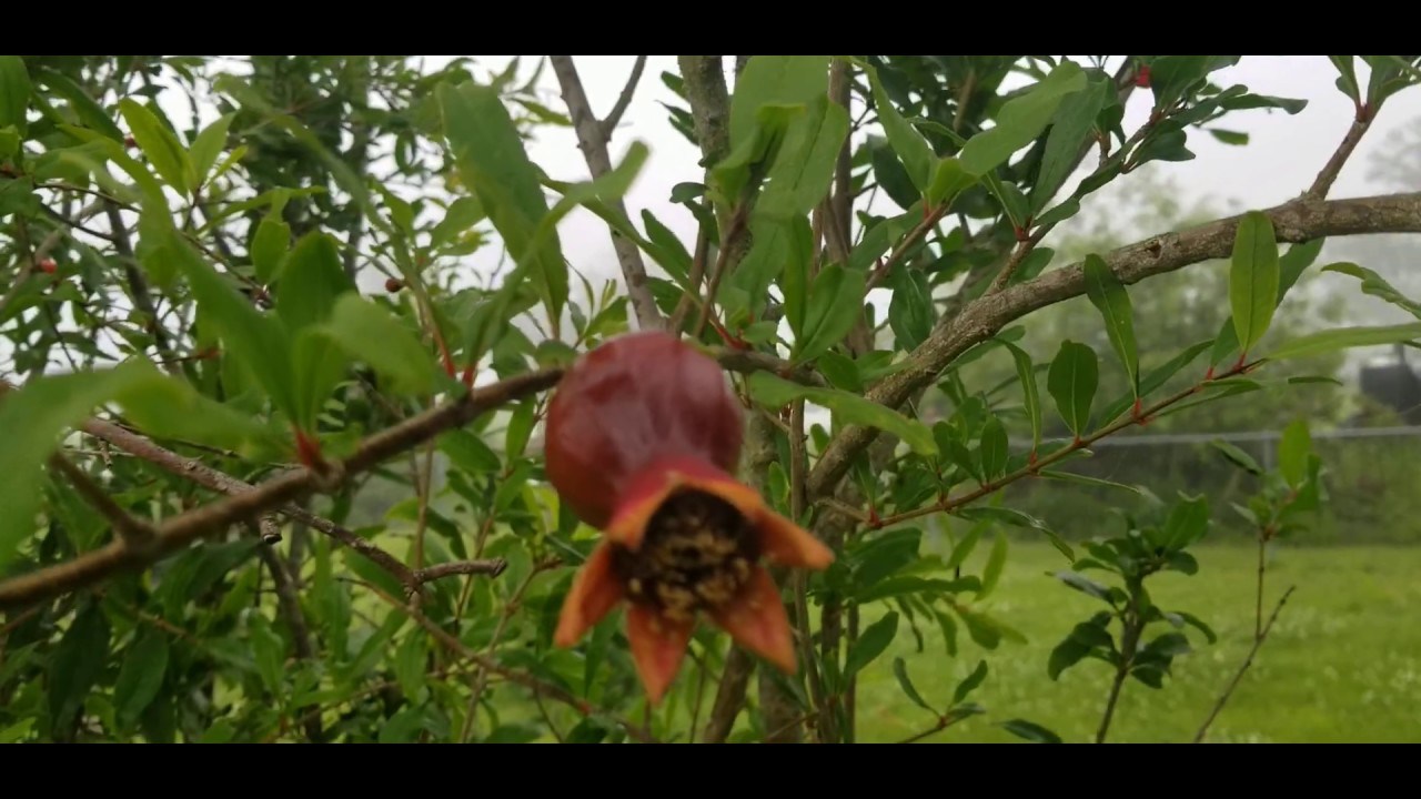 Wonderful Pomegranate Tree - YouTube