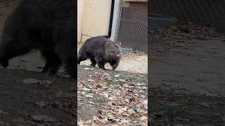 駆け足フクちゃん❤️ (#五月山動物園 #ウォンバット #フクちゃん)