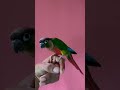 Yellow Sided Green Cheek Conure | Tamed Bird