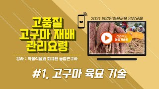 [ 고품질 고구마 재배기술 ]  #1. 고구마 육묘 기술