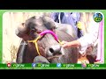 పశువుల మార్కెట్ erragadda buffalo market high milk murrah calfs buffalo s for sale v9raitheraju