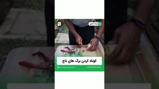 روش خلاقانه کاشت آناناس در خانه