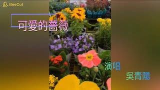 可愛的薔薇