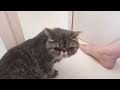 猫の抜け毛がすごい！シャンプー前のブラッシング 癒し猫 ぶぅちゃん【エキゾチックショートヘア】