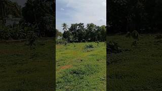 1.50 acre land at Manikyamangalam | Kalady | Kochi | Price 2.70 lakhs/cent