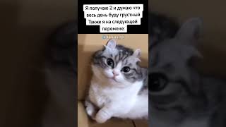 ЖЖЖЖЖЖЖЖЖиза  #cat #gif #memes #video #server  #school #жиза #коты #комару #кокоа  #котики  #кот