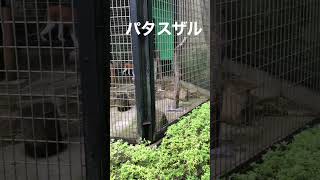 #shorts パタスザル　千葉市動物公園　2022年8月21日