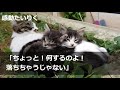 【感動★総集編】ブラック企業にて社畜の俺。人生を諦める直前に➡︎橋の上で貧乏女子高生を拾った。俺の給料を全額あげたら➡︎jk「お礼したいから今から家に行っていい…？」【いい話】【朗読】