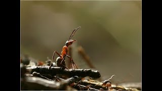 Schwanewede/Brundorf: Die rote Waldameise (Dokumentation)