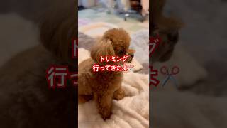 こっちむいてー！#トイプードル #犬のいる生活 #可愛い