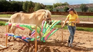 Onze eerste keer HORSE AGILITY! Vindt Moos het ENG of GEWELDIG?!