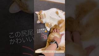 大きい猫(るる♂)ちゃんのお腹をもちる幸せ🥰 #cat #猫 #shorts #猫のいる暮らし #保護猫 #茶トラ #茶トラ白 #ねこ動画