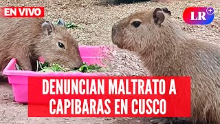 DENUNCIAN QUE CAPIBARAS se encontrarían en pésimas condiciones  | #EnVivoLR