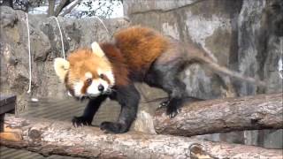 2016年1月2日 野毛山動物園 レッサーパンダのお食事タイム