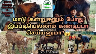 மாடு கன்று ஈனும்போது என்னென்ன செய்யவேண்டும்🤔/எப்படி பராமரிப்பு? /Cow gives birth to calf/What to do?