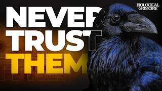 The Dark Biology of Crows (They Remember Your Face)