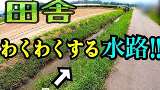 ワクワクする系の水路で生き物を探したら巨大外来種が出た！【ガサガサ】