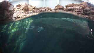 Dolphins at Osaka Aquarium, Osaka, Japan - Canon 6D (wide angle Samyang 12mm)