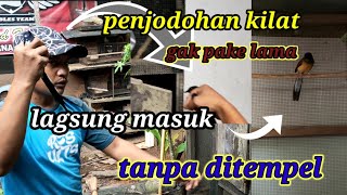 cara paling cepat menjodohkan burung murai batu