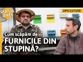 Cum scăpăm de FURNICILE DIN STUPINĂ? [Sfatul zilei]