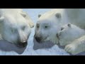 coca cola polar bear commercials🐻‍❄️❄️☃️🌒