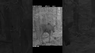 Scared moose scares itself - watch the branch (2025 - 55).