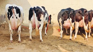 9 ਗਾਵਾਂ ਸੈਦੋਕੇ ਵਾਲੇ ਕਾਲੇ ਖਾਨ ਕੋਲ, 9 Cows For Sale