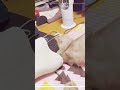 急に始まる謎行動🐈 shorts 猫 ソマリ