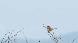 ホオアカその1 高原の7月下旬