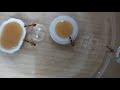 camponotus irritans 高雄巨山蟻餵食秀 1