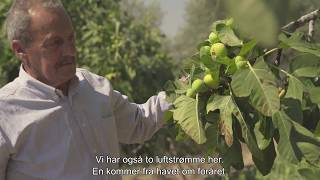 Urtekram Fig Production in Turkey