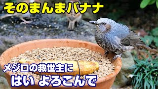 植木鉢でバードフィーダー（野鳥の餌台）バナナ編3～メジロ/ヒヨドリ/スズメ/ジョウビタキ