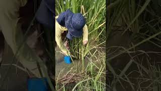 マコモダケの収穫🌾　こんなに大きくなったよ！　食べてみます😆