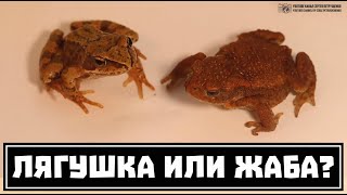 Лягушка и жаба. Сравниваем и учимся различать. // Clever Cricket