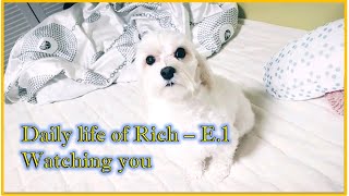 [Daily life of Rich/리치의일상] E1.Watching you