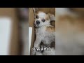 new home for breeding farm shiba along with her friend 柴犬被前主人繁殖到肠子外露，如今终于找到幸福。金毛：要带上我 engsub