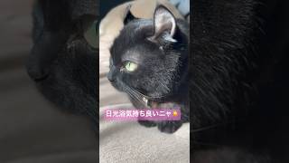 日光浴をする猫様が可愛すぎる🐈‍⬛エマ様を見つめすぎたら怒られました🙇‍♀️❤️‍🔥#shorts  #cat #アメリカンカール#猫