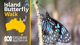 Butterflies of Magnetic Island | Explore Aus | ABC Australia