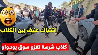 كلاب شرسة تزع الرعب على زوار سوق بودواو لبيع الكلاب 😱  كلاب الحراسة موجودة بكثرة .. #تربية_الكلاب !؟