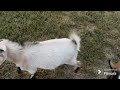 escape goats watch what happens. 😱 familyfarmlife