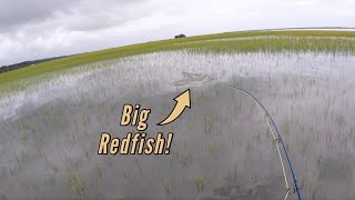 Fly Fishing for Tailing Redfish During a Flood Tide!