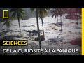 De la curiosité à la panique | TSUNAMI 2004 : LA VAGUE MORTELLE