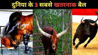 दुनिया के 3 सबसे खतरनाक बैल | Dangerous Bulls Around the World | #shorts