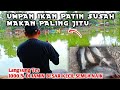 UMPAN IKAN PATIN KOLAM HARIAN SUSAH MAKAN || MANCING IKAN PATIN