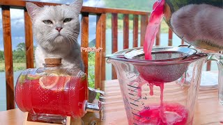 Cat Cooking Food Asmr || Special Rum Watermelon || 9 Watermelon Recipes~Summer Drinks