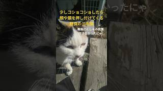 激しいコショコショしてたらくしゃみをする野良の三毛猫 #ねこ #かわいい #癒し