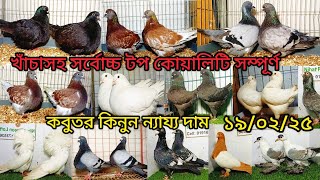 খাঁচা সহ সর্বোচ্চ টপ কোয়ালিটি সম্পূর্ণ  কবুতর কিনুন | কবুতর | pigeon video | fancy pigeon | pigeon