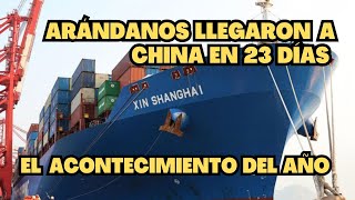 El Acontecimiento del año 2024 fue la llegada de arándanos frescos de Perú a China en solo 23 días